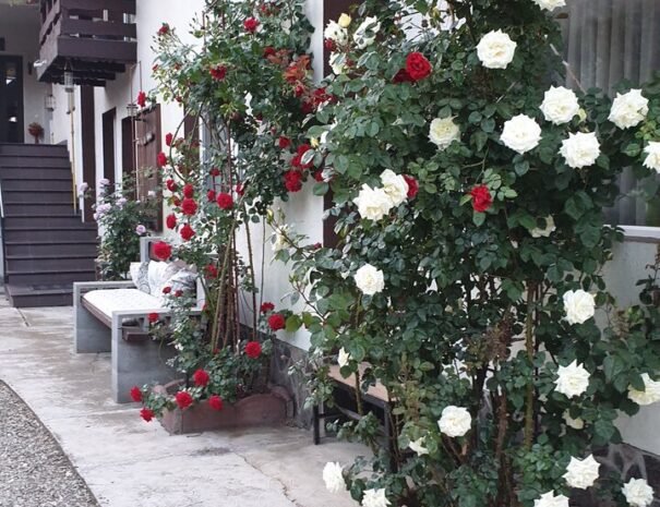 Casa Danei - flori