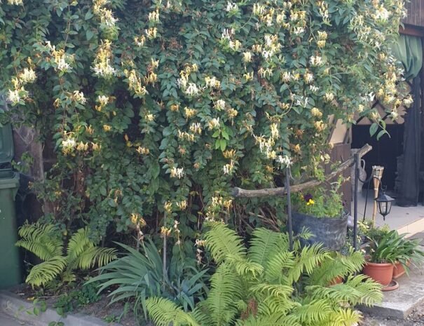 Casa Danei - Brașov - flori