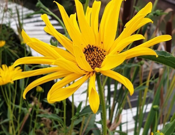 Casa Danei - Brașov - flori