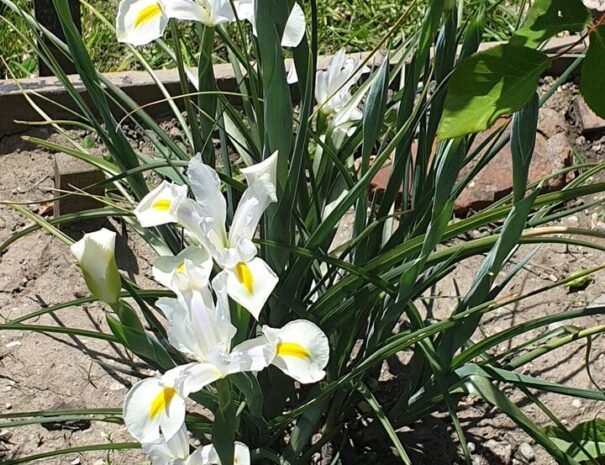 Casa Danei - Brașov - flori
