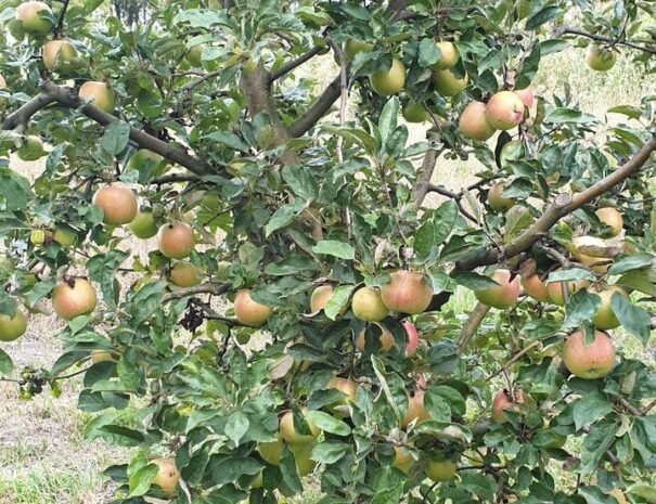 Casa Danei - Brașov - mere
