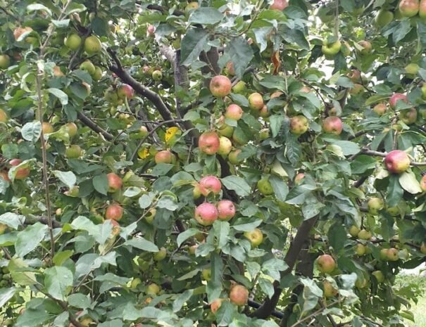 Casa Danei - Brașov - gredina cu mere