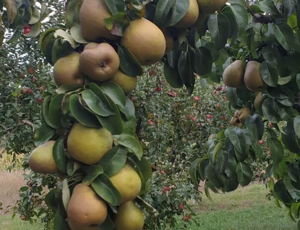 Casa Danei - Brașov - gredina cu pere