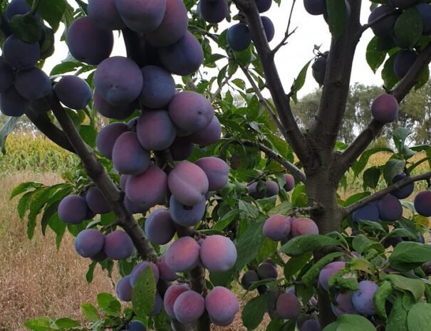 Casa Danei - Brașov - gredina cu prune