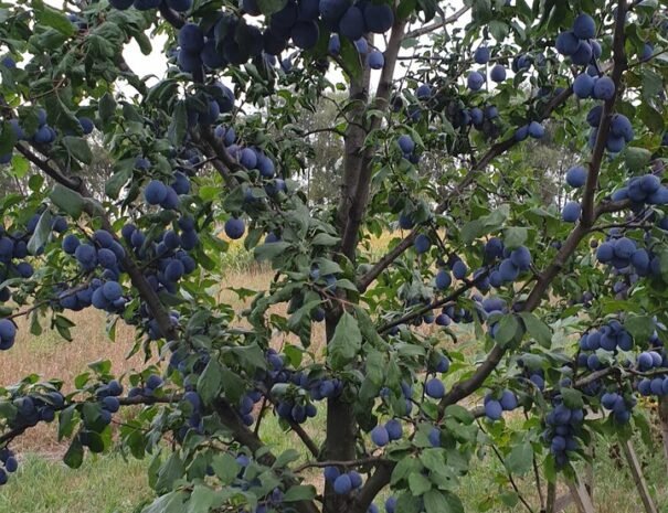 Casa Danei - Brașov - gredina cu prune