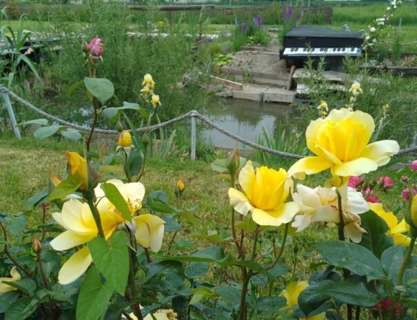 Casa Danei - iaz cu flori