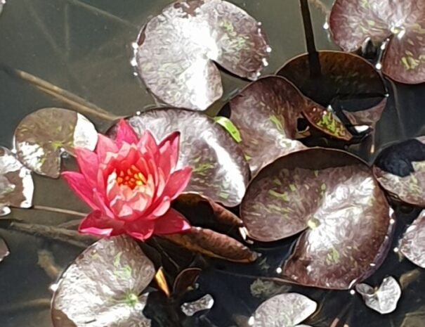 Casa Danei - Brașov - Nuferi