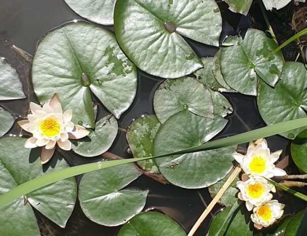 Casa Danei - Brașov - Nuferi